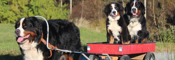 Norsk Berner Senne Hund Klubb